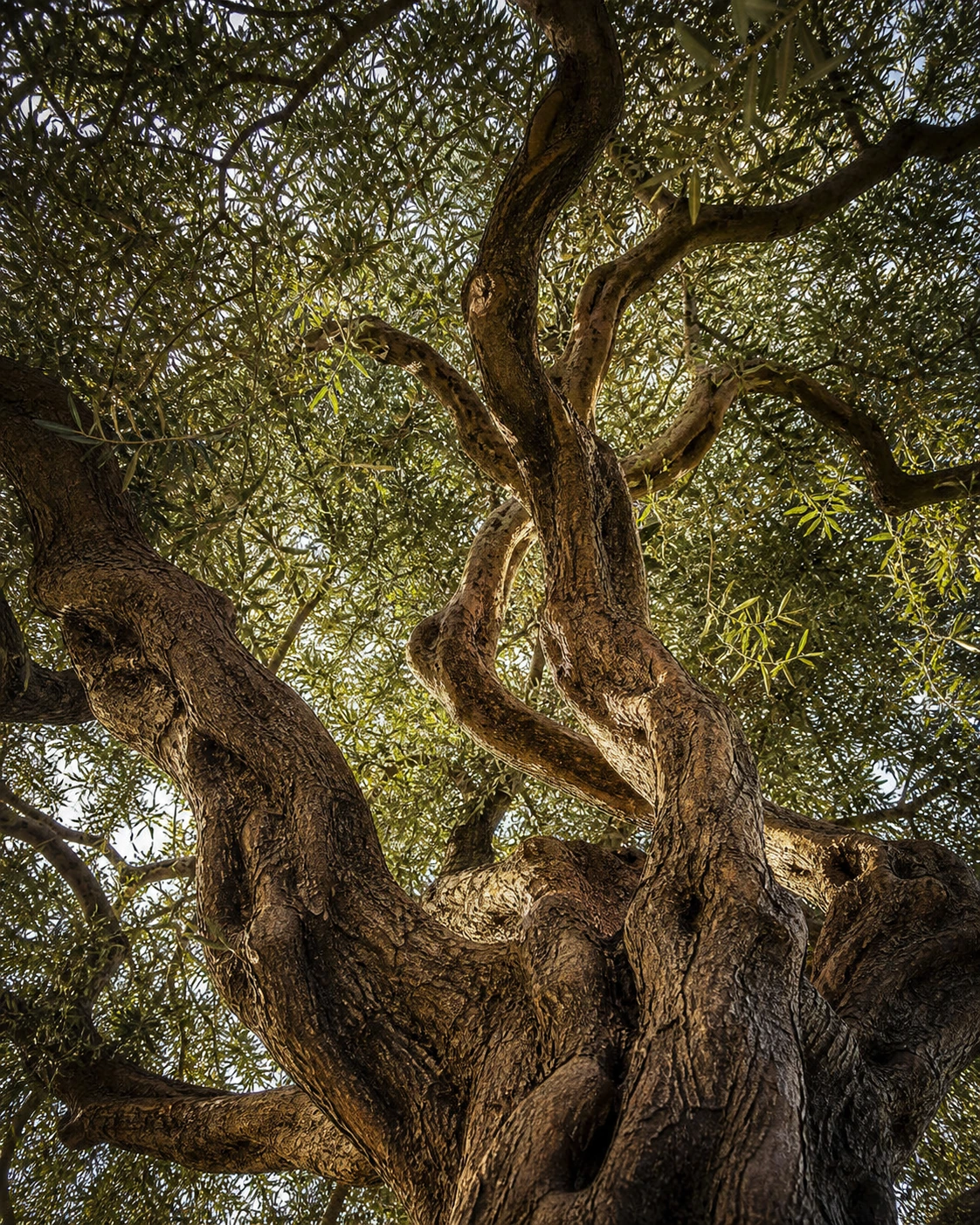 Sculptural branches and canopy of a mature tree